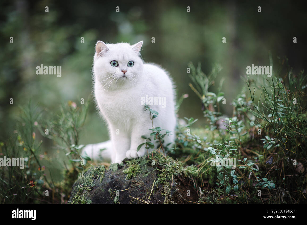 white silver shaded british shorthair cat in the autumn forest Stock Photo
