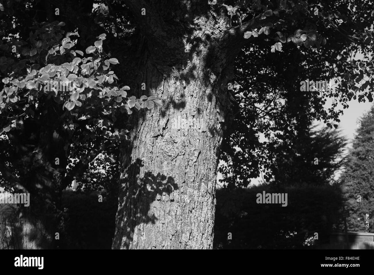 shadowy tree Stock Photo