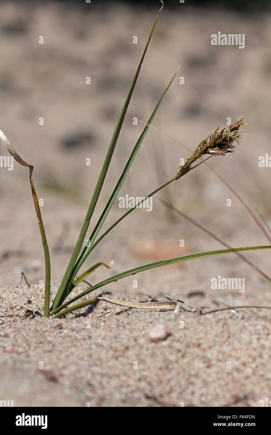 Flowering sand sedge (Carex arenaria) in coastal dunes in Hanko, Finland Stock Photo