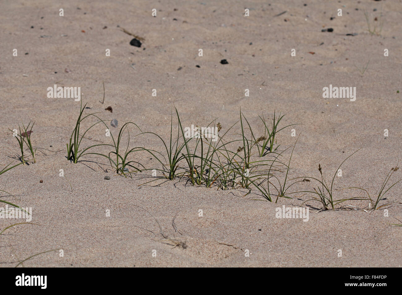 A group of sand sedge (Carex arenaria) plants all originating from the same underground stolon growing in coastal dunes Stock Photo