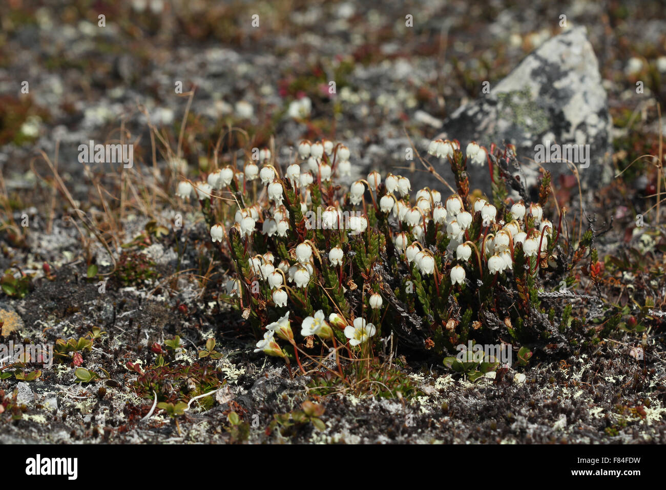 Flowering white Arctic mountain heather (Cassiope tetragona) and pincushion (Diapensia lapponica) in mountain tundra Stock Photo