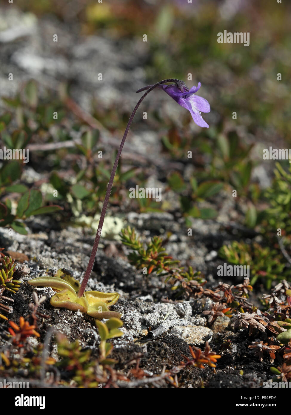 Flowering common butterwort (Pinguicula vulgaris) in mountain tundra (Troms, Norway) Stock Photo