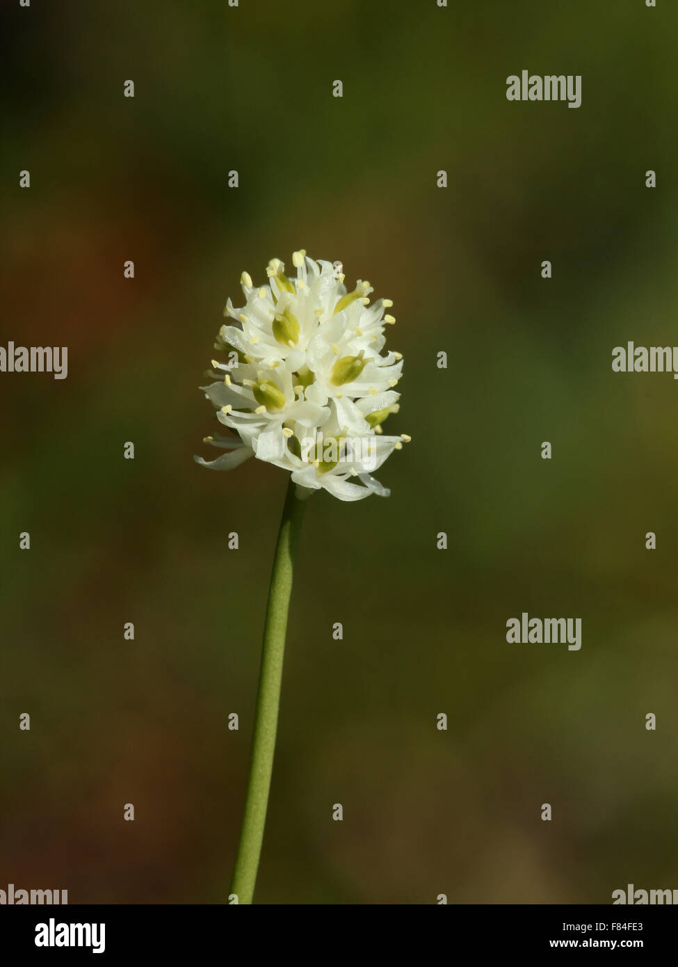 Inflorescence of Scottish asphodel (Tofieldia pusilla) growing aon Saana fell (Finnish Lapland) Stock Photo