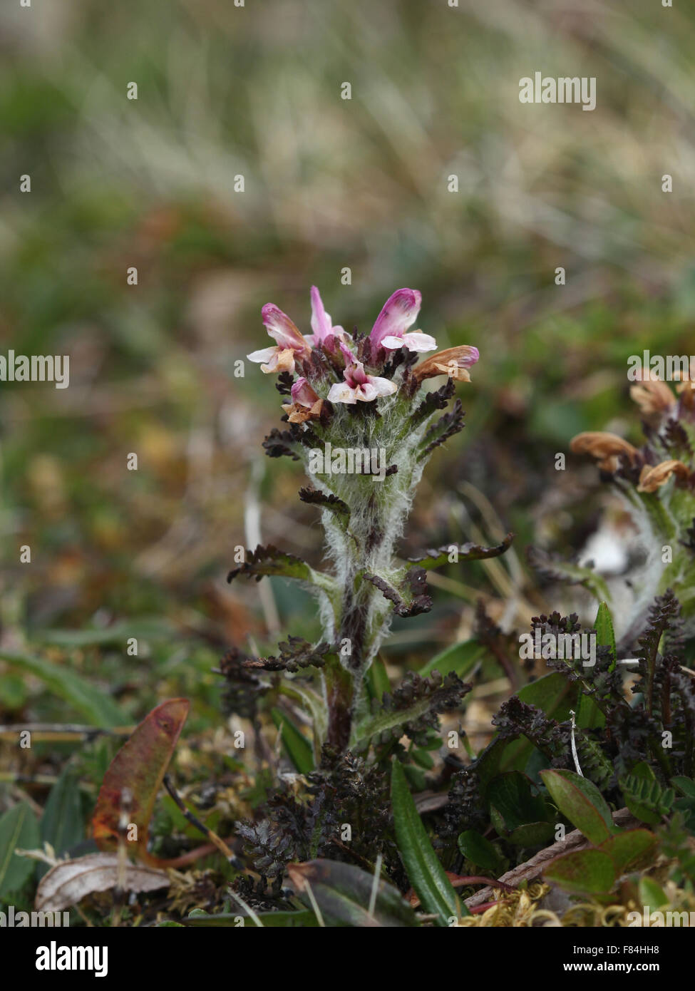 Flowering hairy lousewort (Pedicularis hirsuta) at the slope of Luhčavárri fell (Troms, Norway) Stock Photo