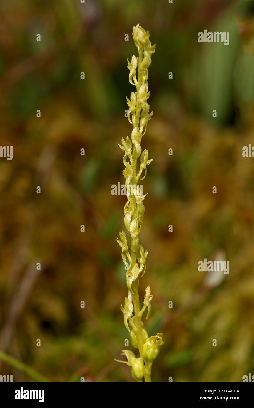 Inflorescence of bog orchid (Hammarbya paludosa) growing in Tremanskärr protected area in Espoo, Finland Stock Photo