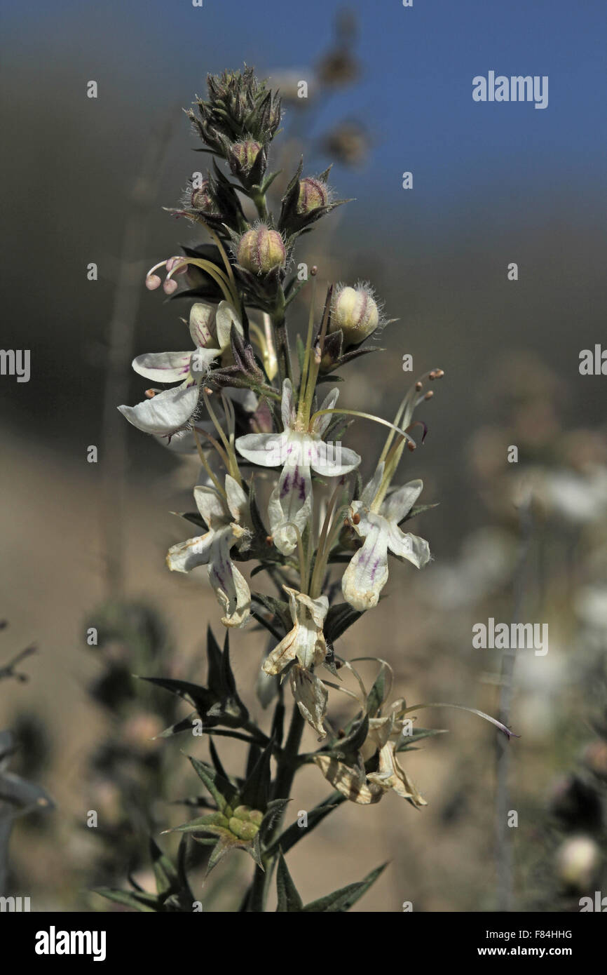 Inflorescence of Teucrium pseudochamaepitys growing near Sorbas (Almeria, Spain) Stock Photo