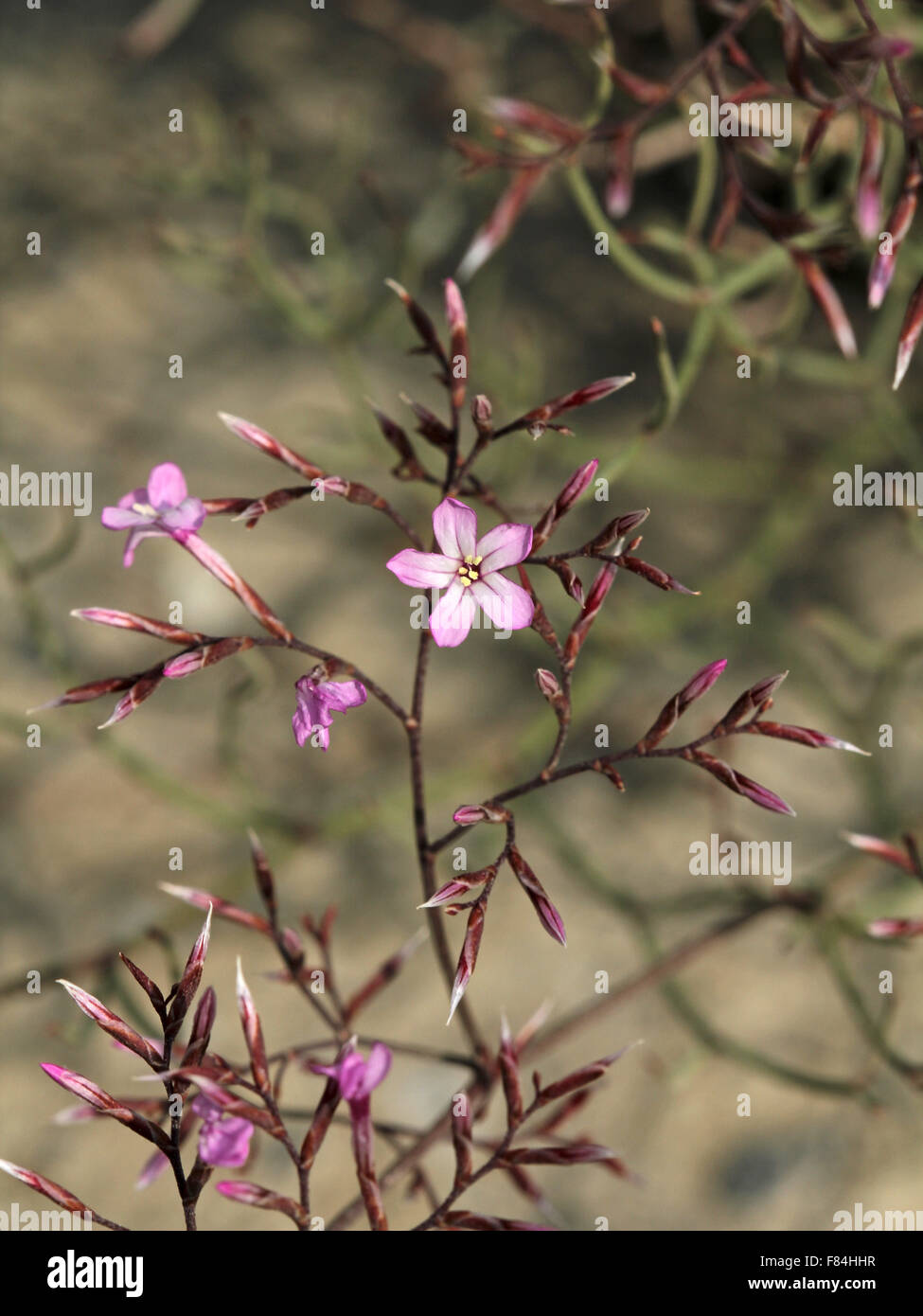 Inflorescence of Limonium insigne growing in Tabernas desert (Almeria, Spain) Stock Photo