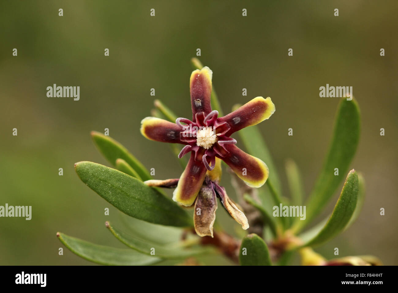 Flower of Periploca angustifolia growing in the national park 'Cabo de Gata' (Almeria, Spain) Stock Photo