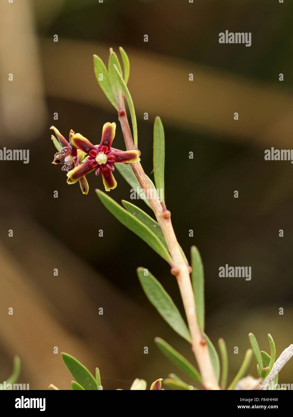 Flowering branch of Periploca angustifolia growing in the national park 'Cabo de Gata' (Almeria, Spain) Stock Photo