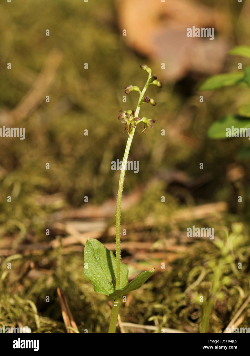 Flowering lesser twayblade (Neottia cordata (= Listera cordata)) in conifer forest in Helsinki, Finland Stock Photo