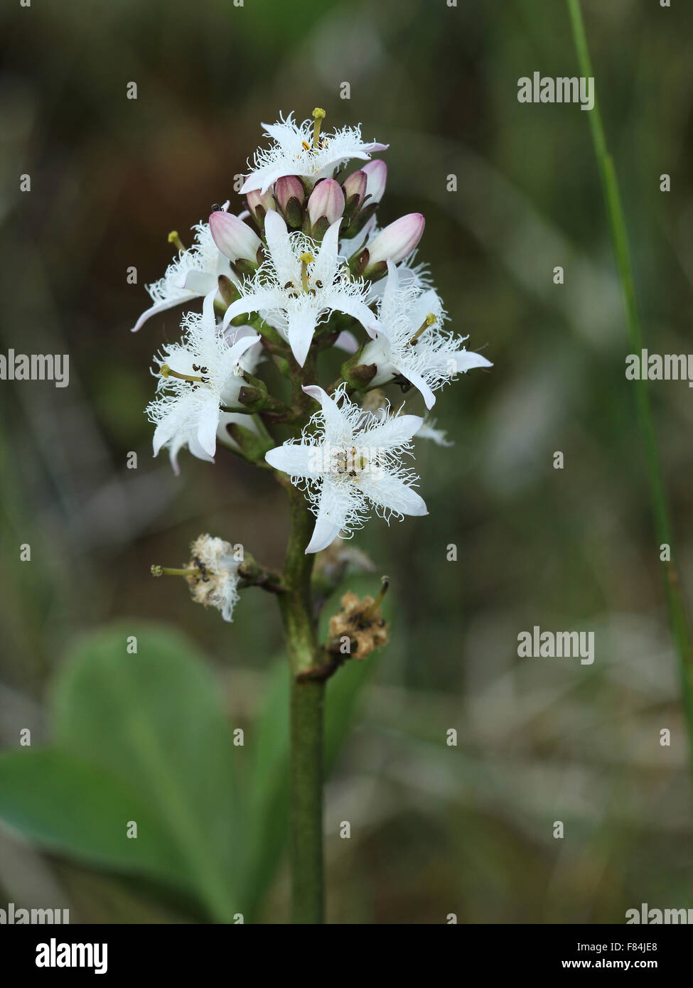 Inflorescence of bogbean (Menyanthes trifoliata) growing in calcareous spring fen in Estonia Stock Photo