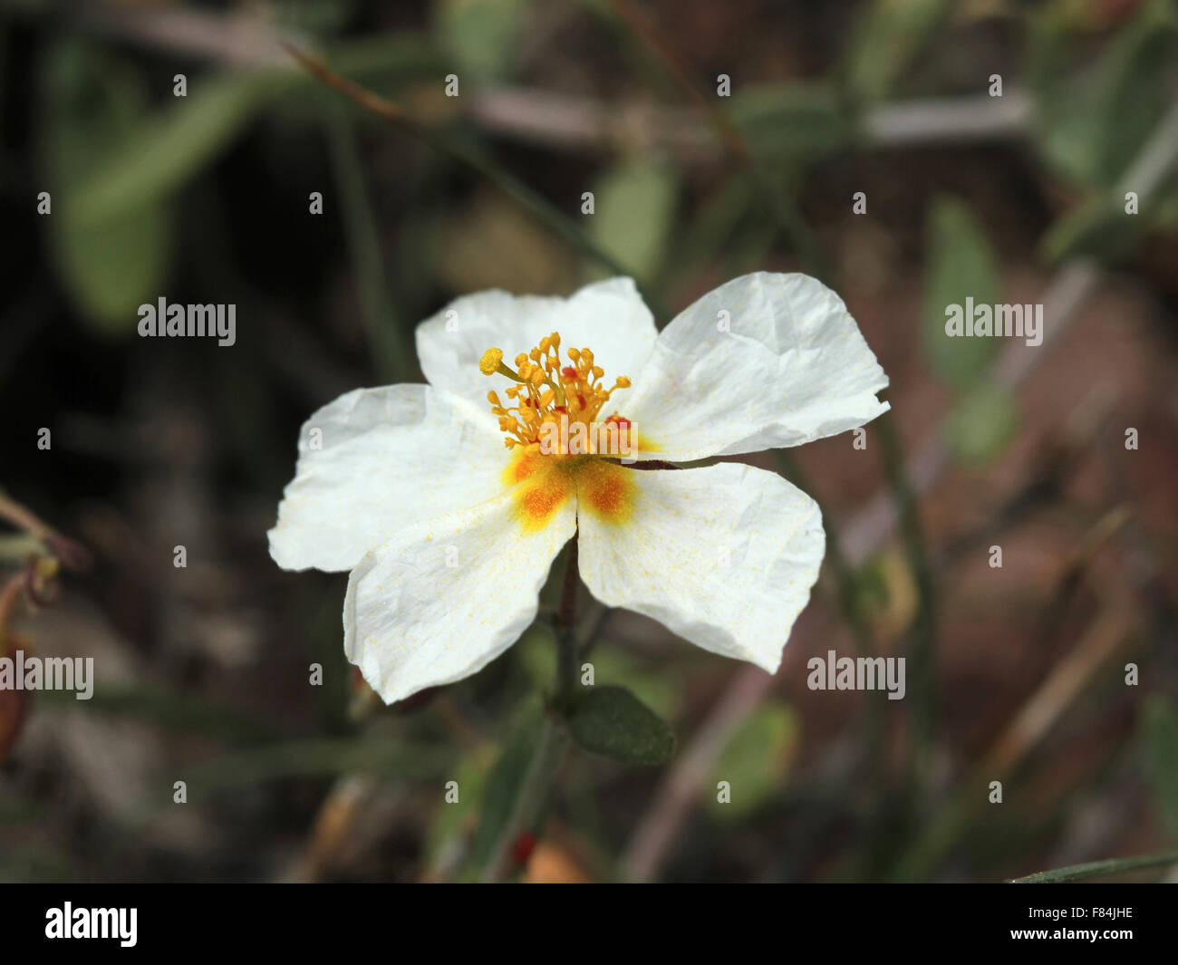 Flower of Helianthemum almeriense growing in the national park 'Cabo de Gata', Almeria, Spain Stock Photo