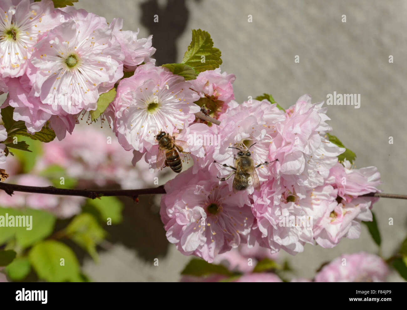 The bees are drinking nectar from the pink Prunus triloba flowers. Stock Photo