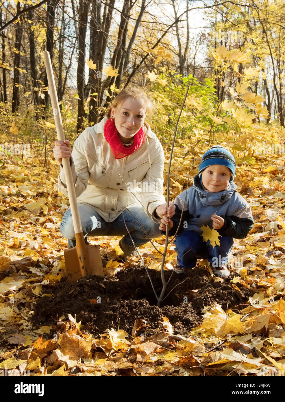 family planting tree with spade outdoor in autumn Stock Photo - Alamy
