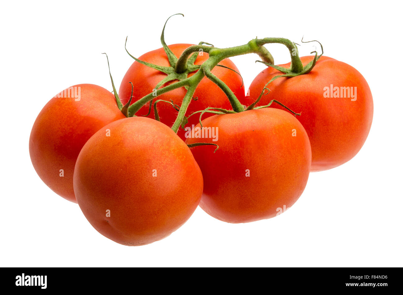Ripe red Tomatoes on the branch Stock Photo - Alamy
