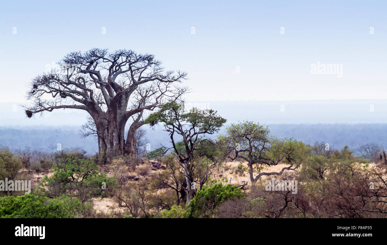 Veld with baobab tree in Kruger national park, South Africa Stock Photo