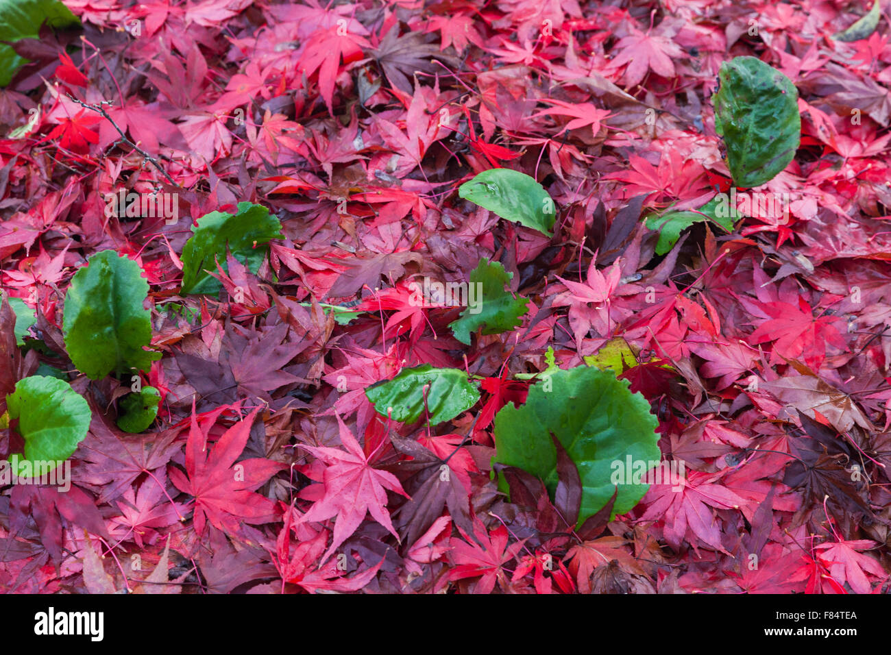 Carpet of red maple leaves on small green plants Stock Photo