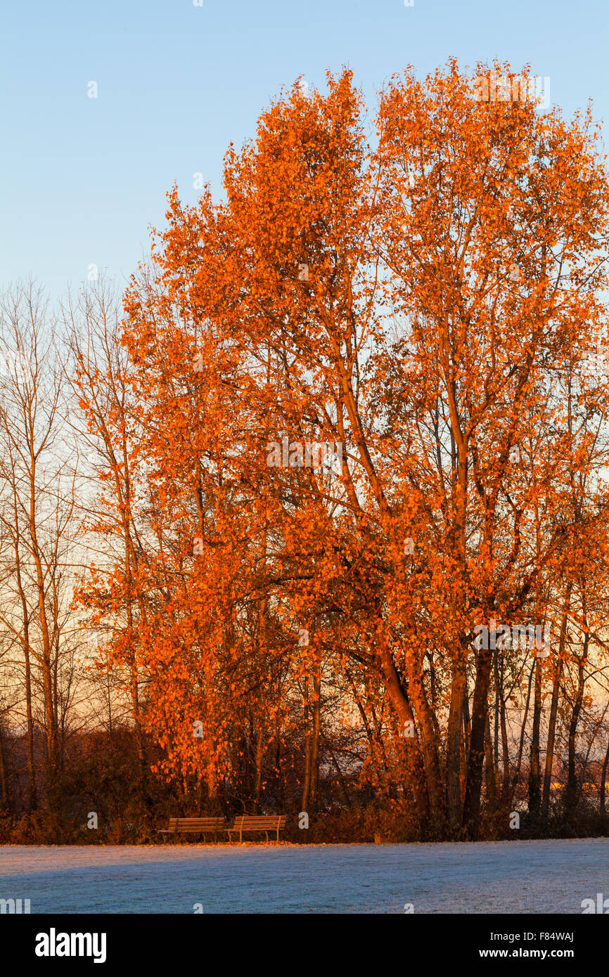 Sunrise on a tree on the banks of the Fraser River in Vancouver Stock Photo