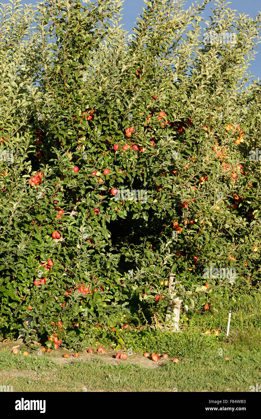 Pink Lady apples are one of Washington State's best selling varieties