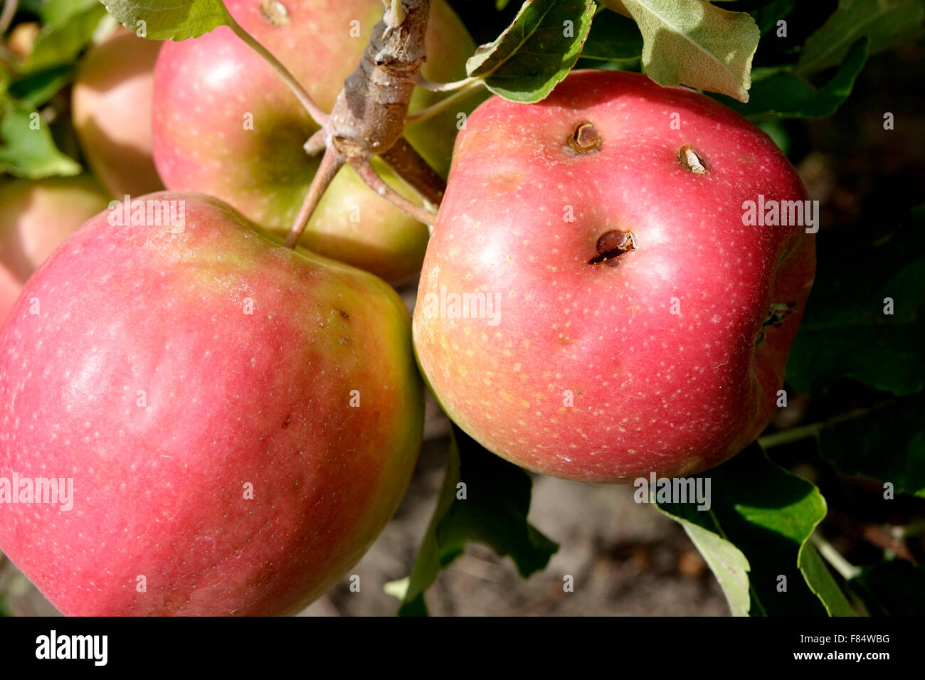 Hail damaged Pink Lady apples in Manson, WA. USA Stock Photo Alamy