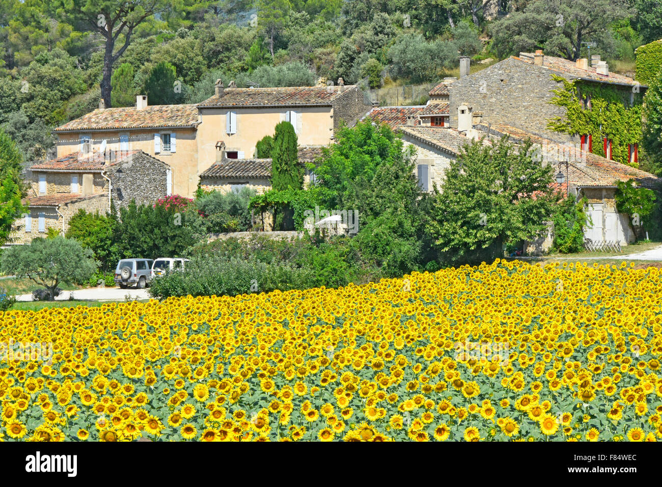 Lourmarin village landscape in the French Luberon countryside area of Provence cluster of rural dwellings beside sunflowers crop in farm field France Stock Photo