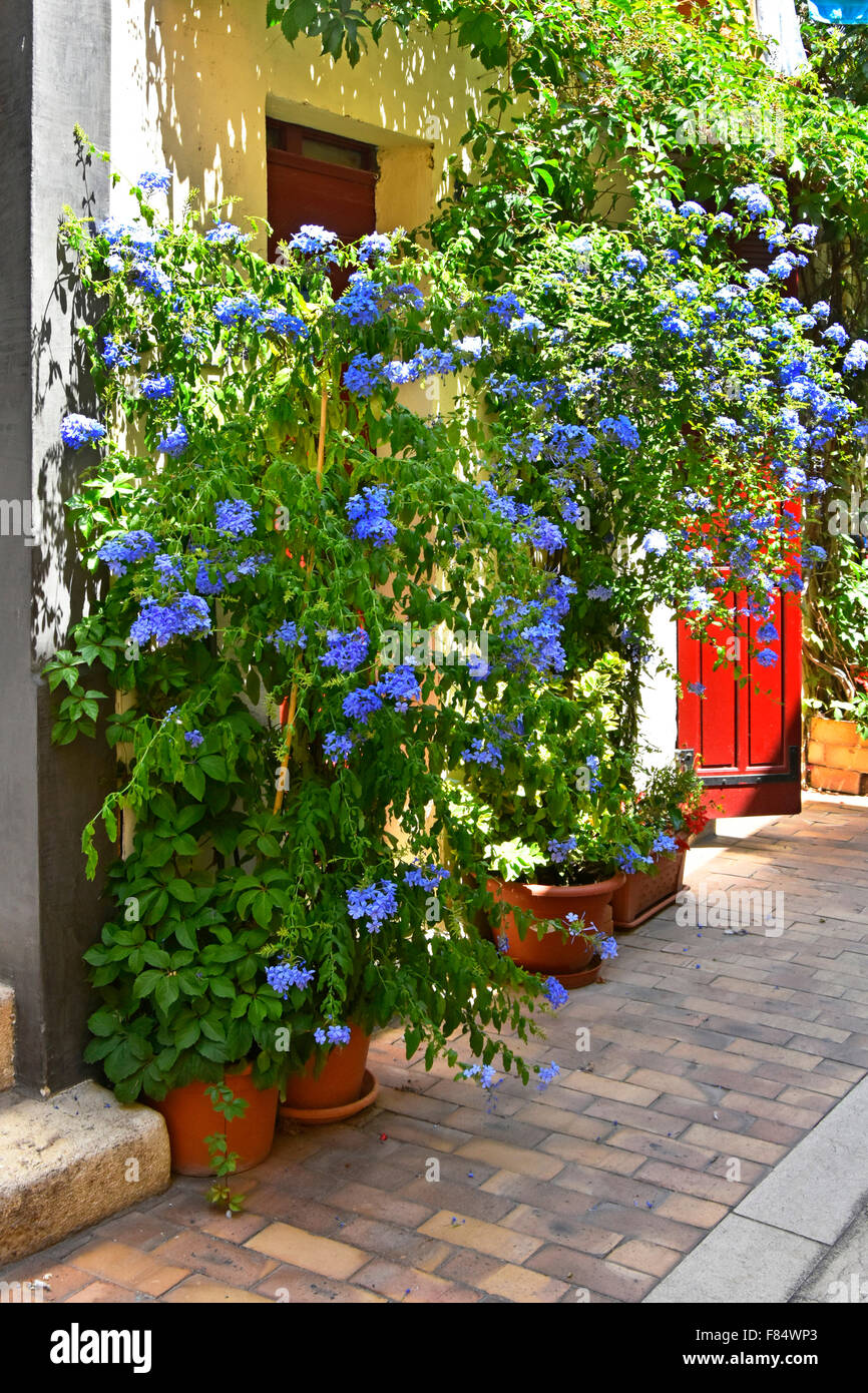 Cassis France Provence colourful Plumbago flowers grown in pots around French front doors in narrow alleyway close to the Mediterranean  waterfront Stock Photo