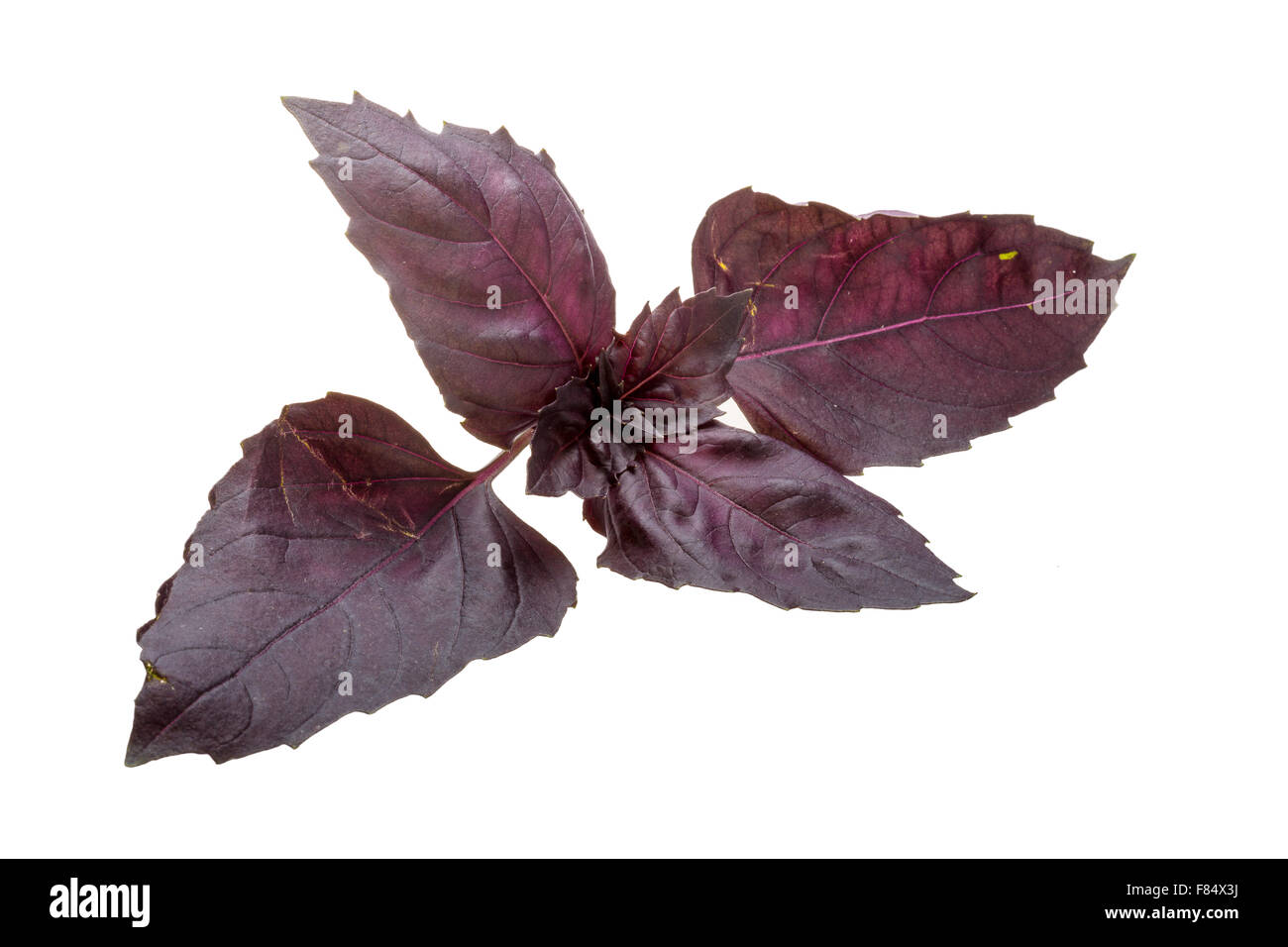 Red basil leaves isolated on white Stock Photo - Alamy