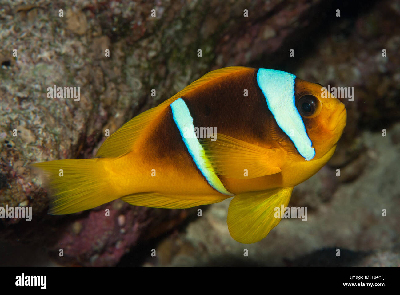 Clownfish Amphiprion bicinctus, Amphiprionidae, Sharm el- Sheikh, Red Sea, Egypt Stock Photo