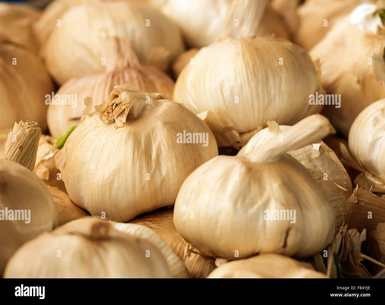 Smoked Garlic bulbs a popular flavoursome ingredient in modern bistro recipes. Stock Photo