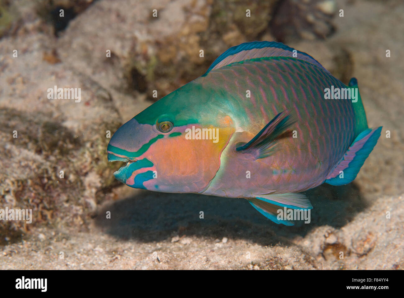 Rusty parrotfish Scarus ferrugineus, Scaridae, Sharm el Sheihk, Red Sea, Egypt Stock Photo