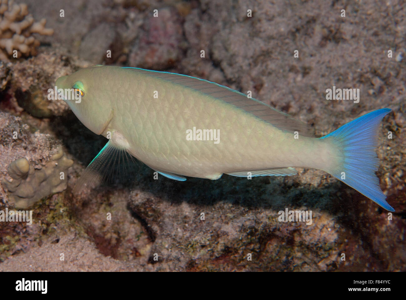 Longnose parrotfish, Hipposcarus harid, Scarida, Sharm el Sheihk, Red Sea, Egypt Stock Photo