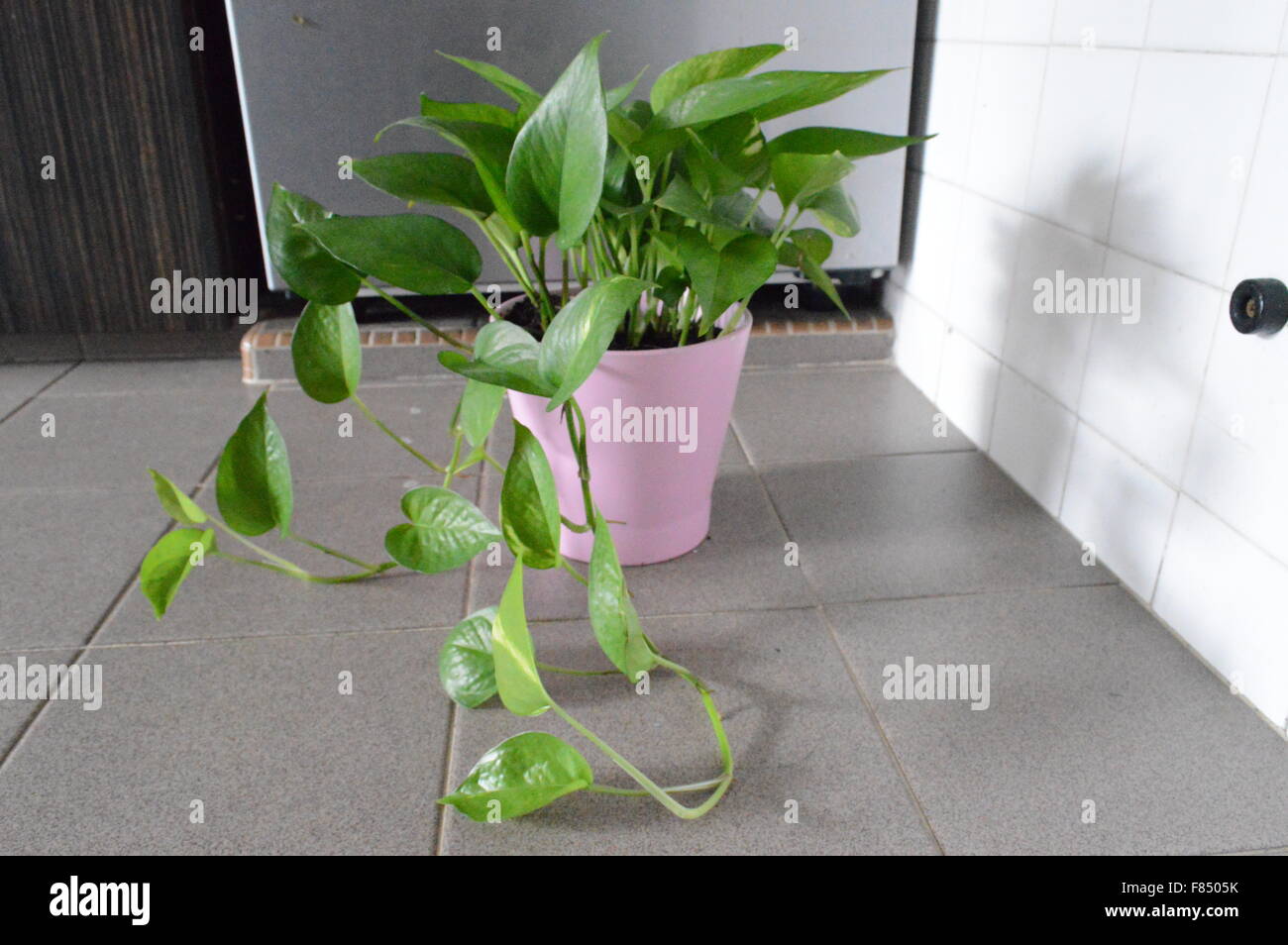 Money plant decoration outlet