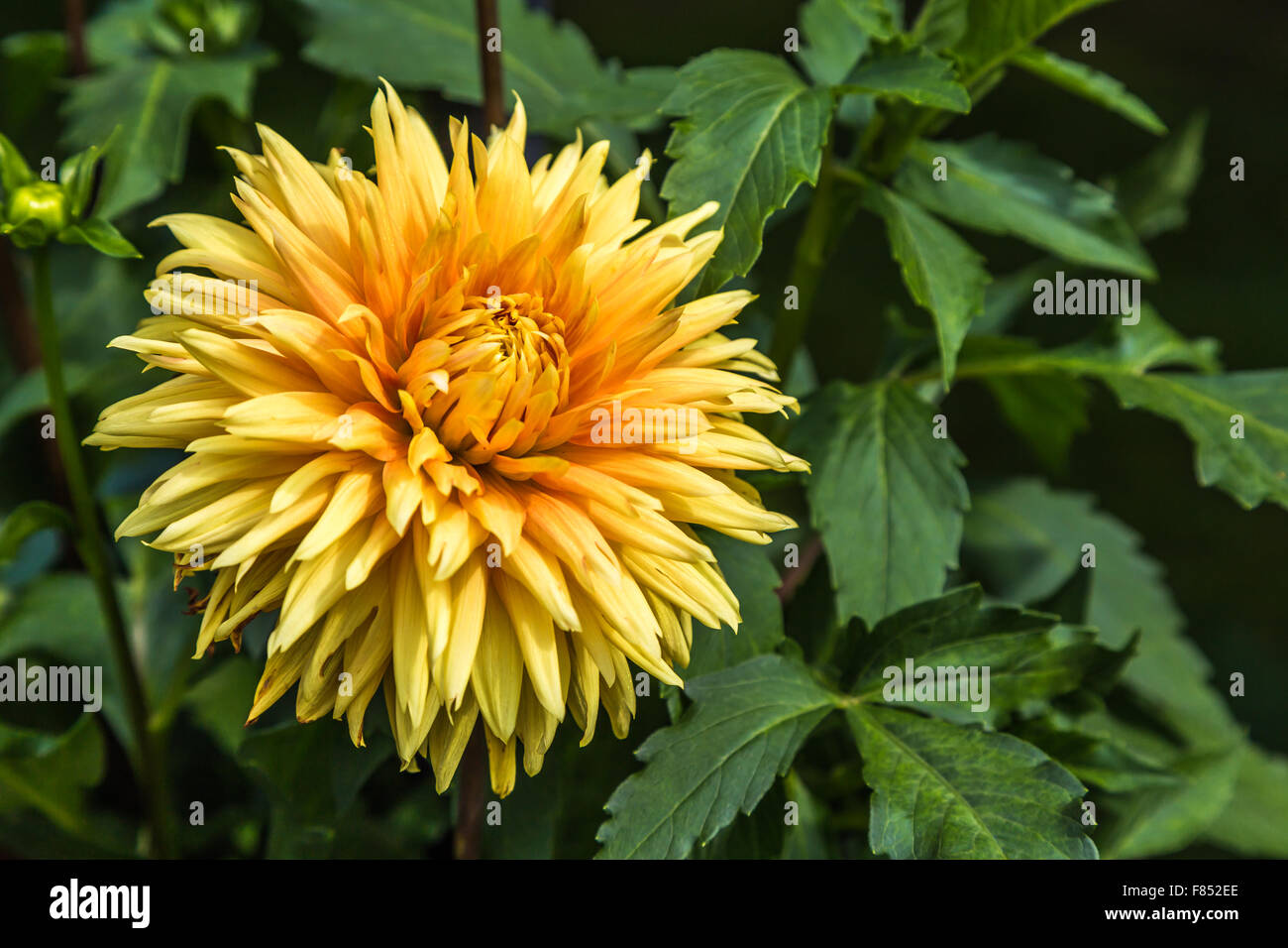 Yellow Dahlia Flower (Dahlia hortensis) Stock Photo