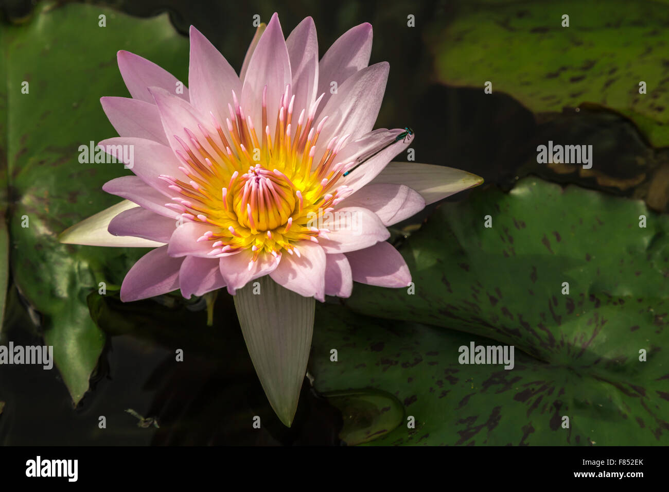 Pink Water Lily (Nymphaea) Stock Photo