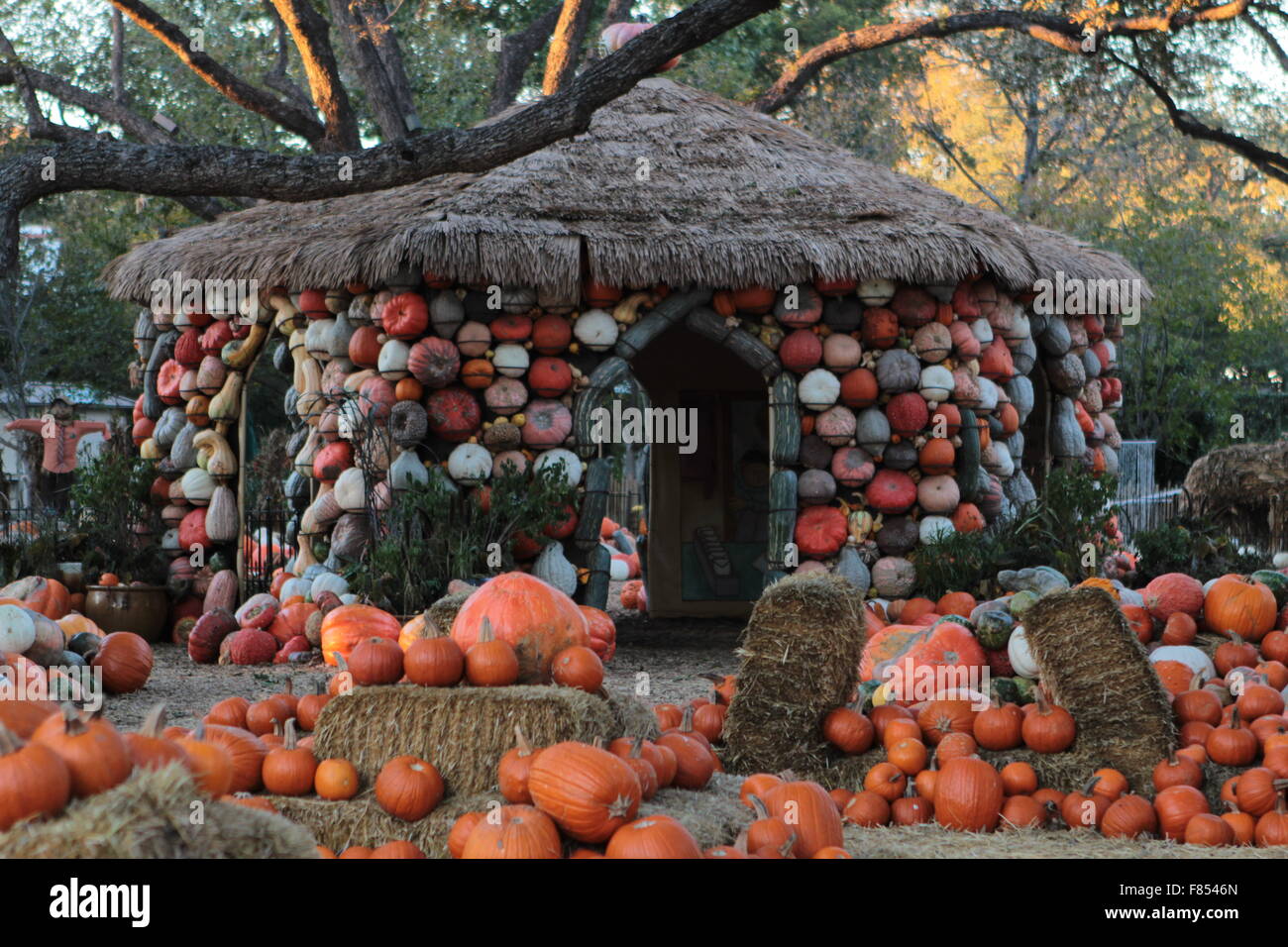 Pumpkins at the Dallas Arboretum Stock Photo