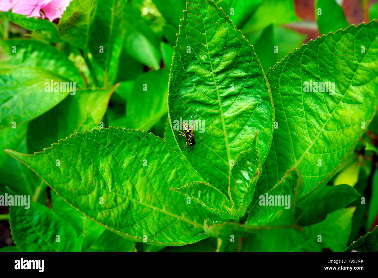 WASP (YELLOW JACKET) INJECTS POISON AND CAN STING MULTIPLE TIMES Stock
