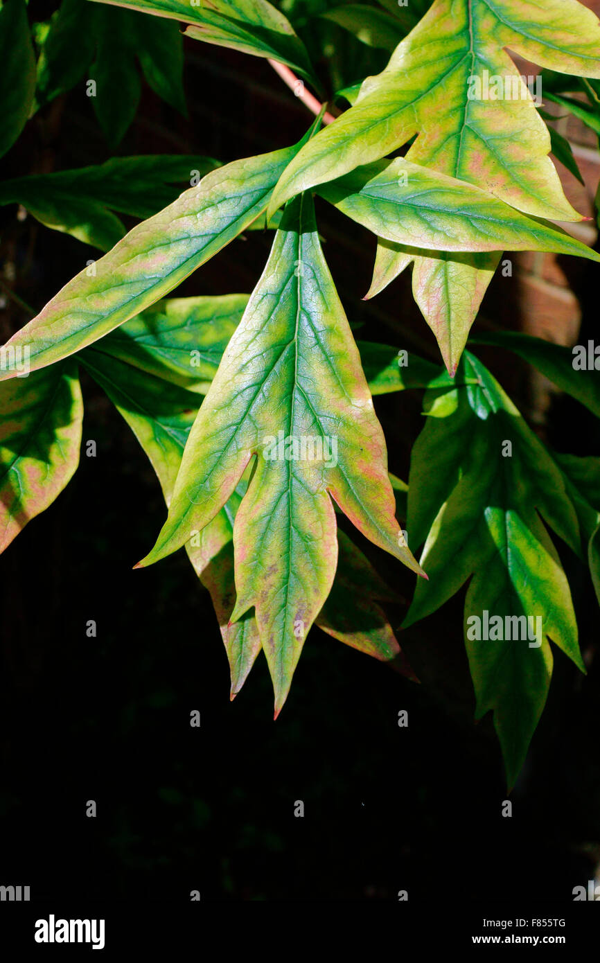 YELLOW PEONY LEAF Stock Photo Alamy