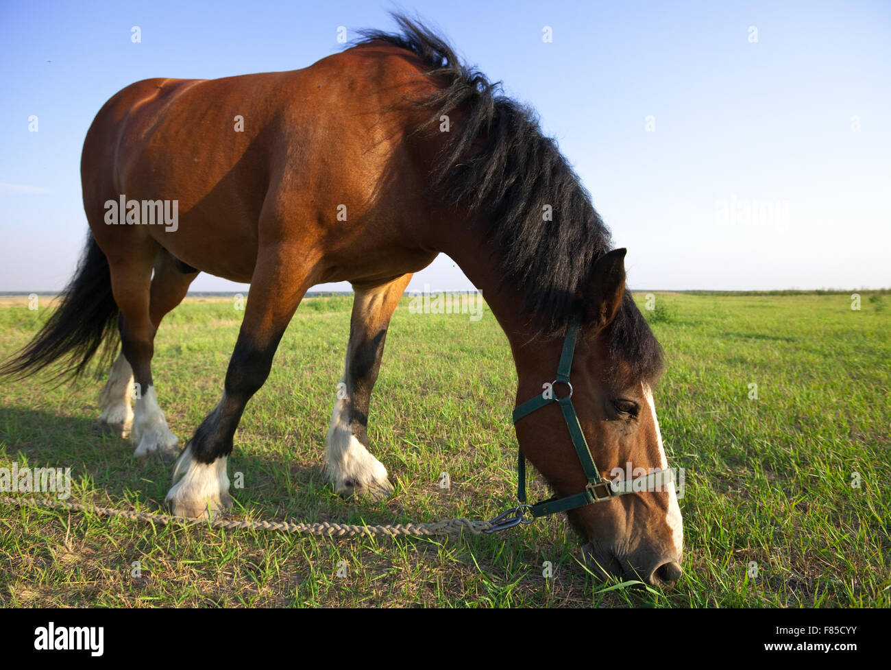 Horse on summer meadow in sunny day Stock Photo - Alamy