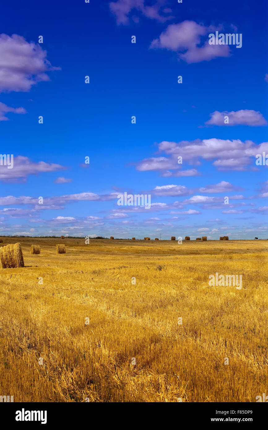 Summer landscape with field under cloudy sky Stock Photo - Alamy