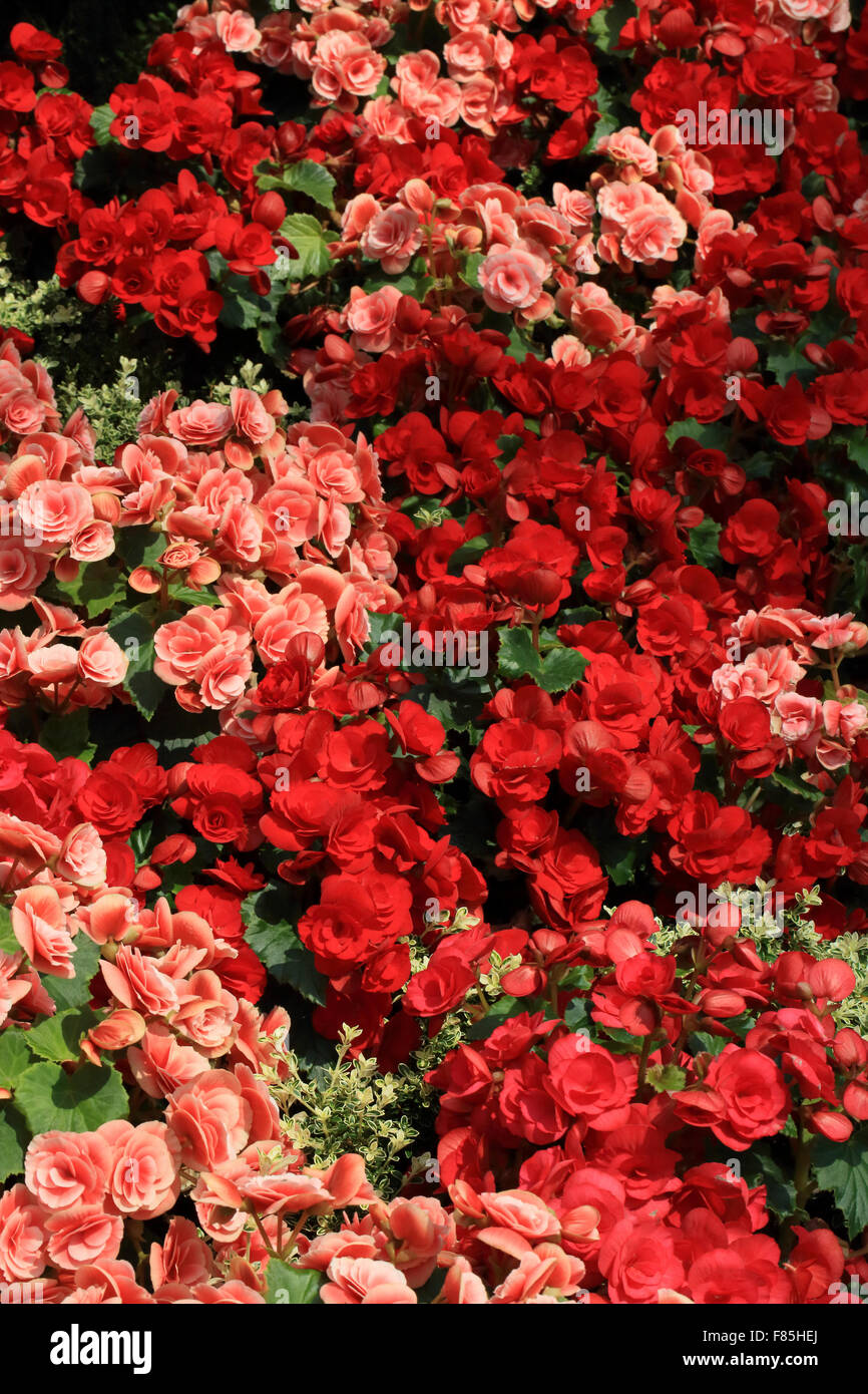 Garden red roses in hi-res stock photography and images - Alamy