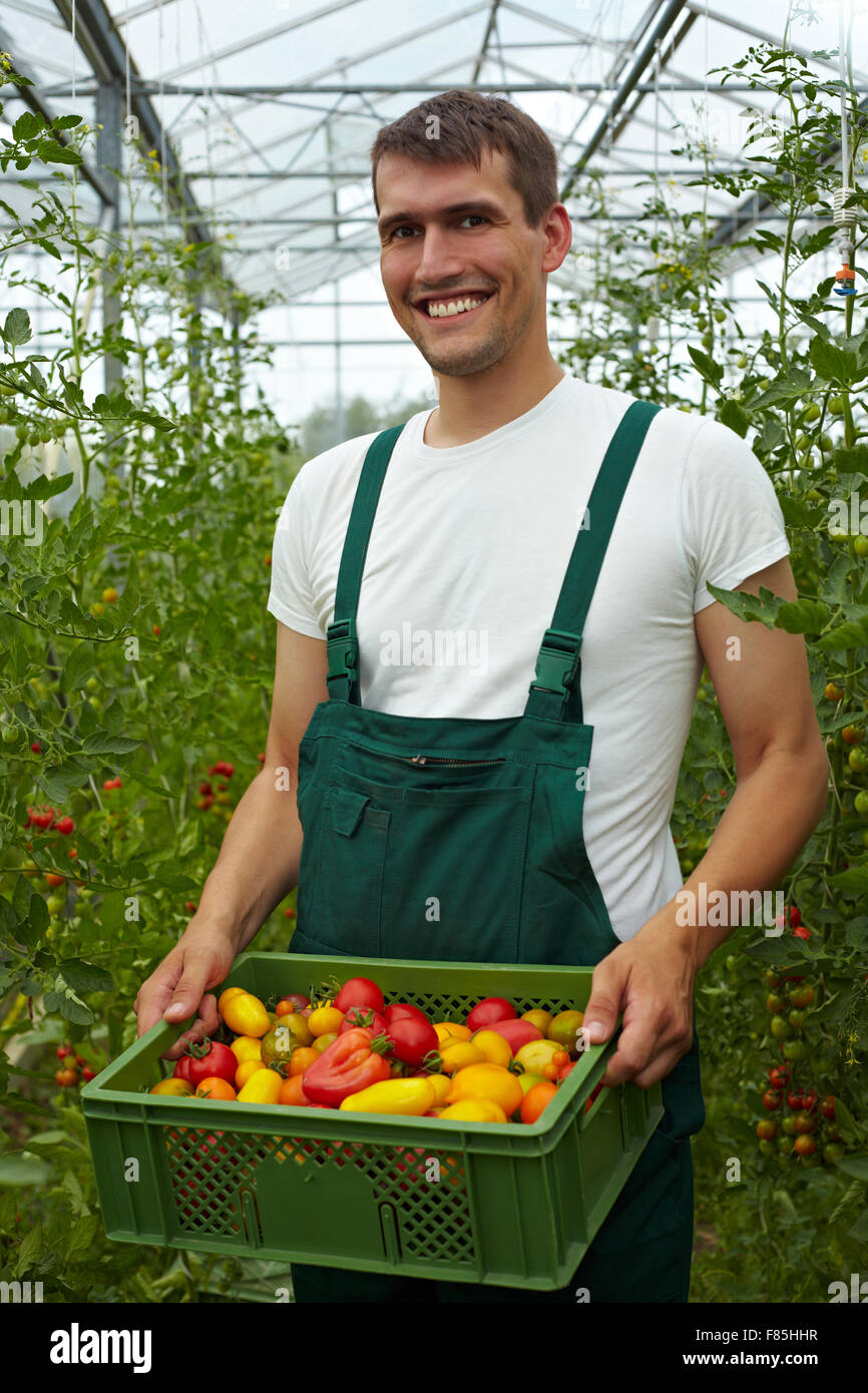 Happy organic farmer carrying tomatoes in a greenhouse Stock Photo - Alamy