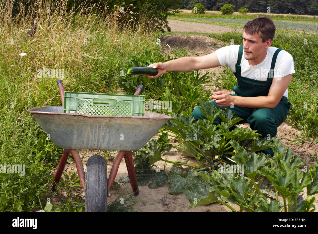 organic farmer harvesting zucchini and putting them into a pushkart Stock Photo