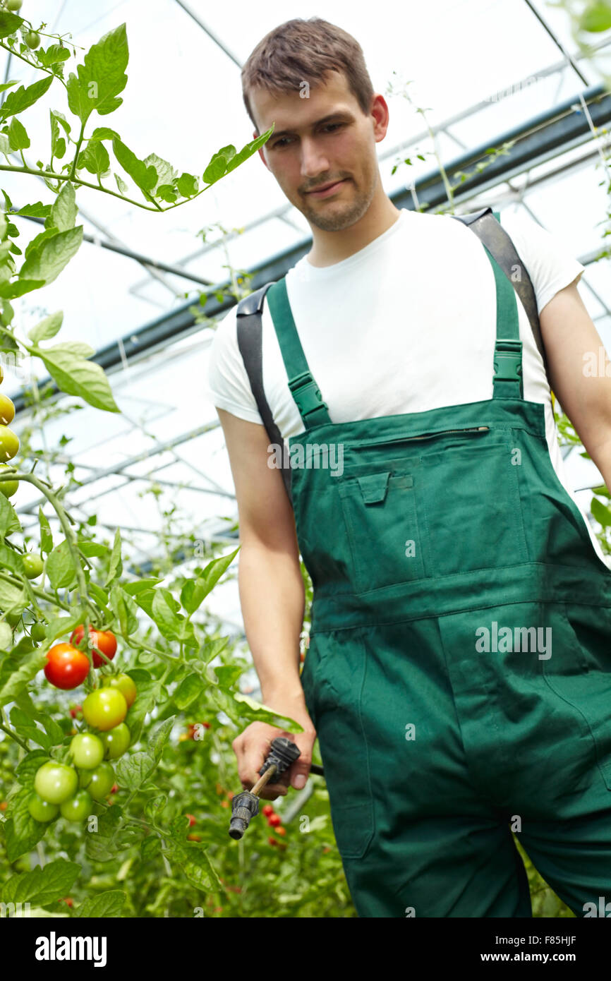 Farmer manuring tomatoes with backpack sprayer in greenhouse Stock Photo