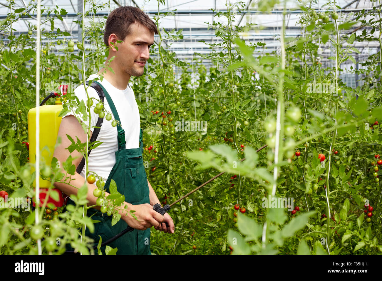 Farmer using organic crop protection agent in greenhouse with tomato plants Stock Photo