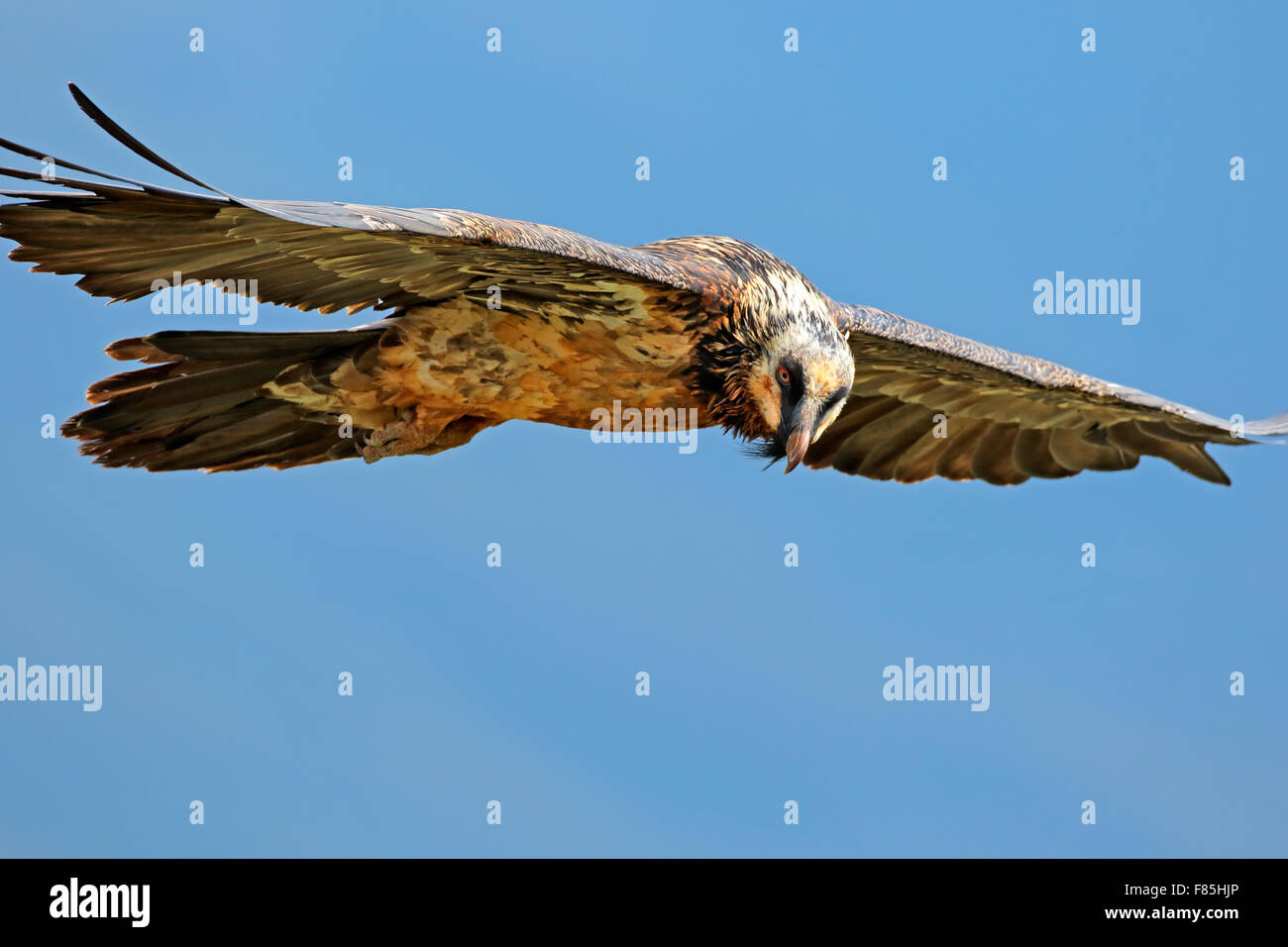 An Endangered Bearded Vulture (Gypaetus Barbatus) In Flight, South ...