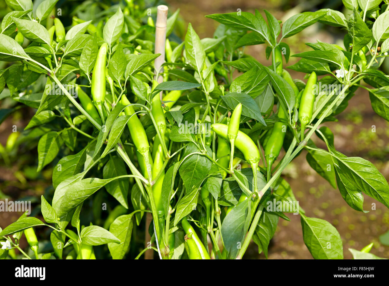 Organic peperoni called Sarit Gat in a greenhouse Stock Photo