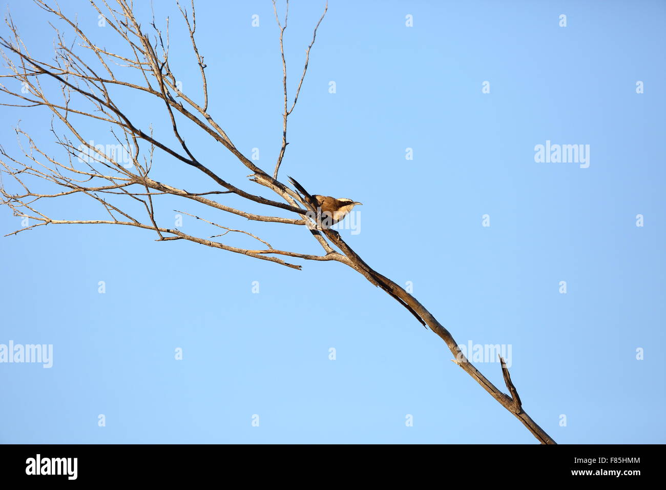 Hall's Babbler (Pomatostomus halli) in Australia Stock Photo Alamy