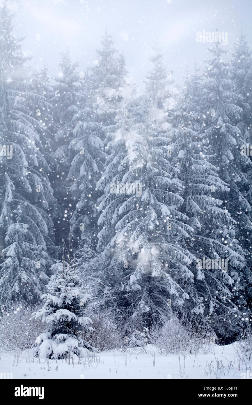 Snow covered pine forest in the mountains Stock Photo - Alamy