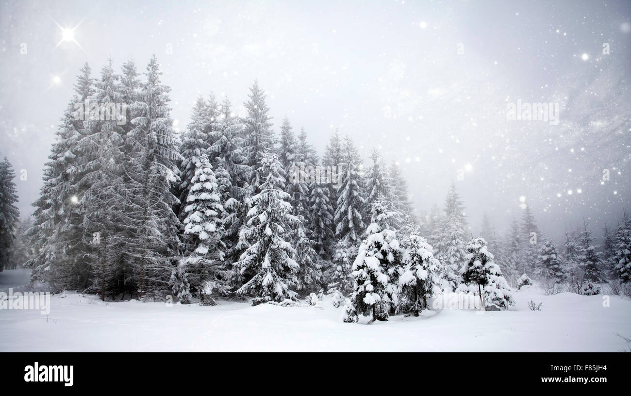 Snow covered pine forest in the mountains Stock Photo - Alamy