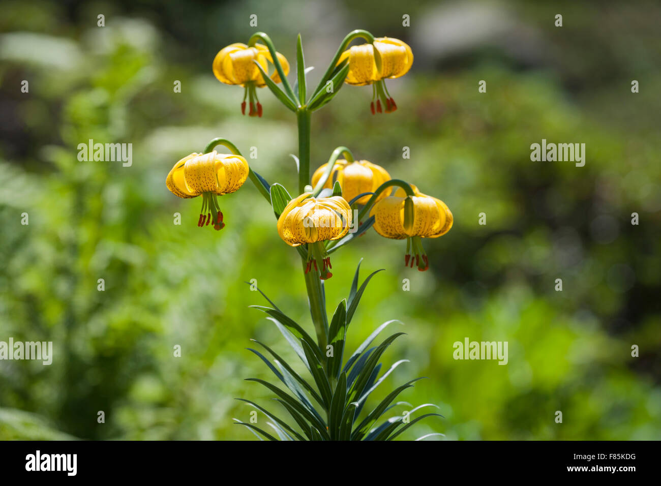 Pyrenean Lily Stock Photo